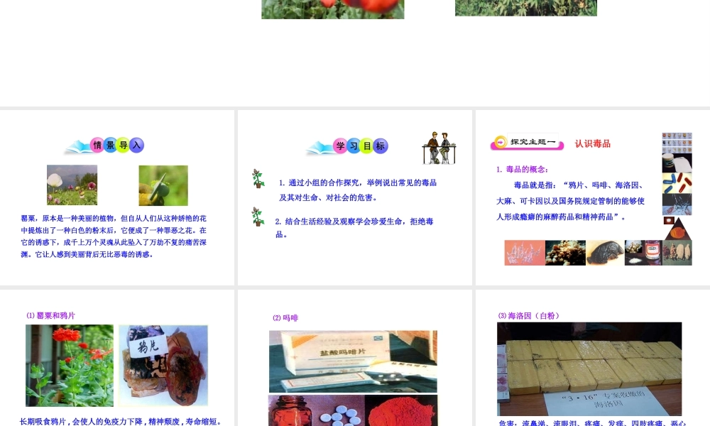 八年级生物下册 第二十六章 第2节《拒绝毒品》课件 （新版）苏教版