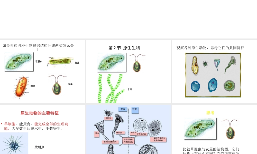 八年级生物下册 第7单元 第22章 第2节 原生生物的主要类群课件 北师大版-北师大版初中八年级下册生物课件