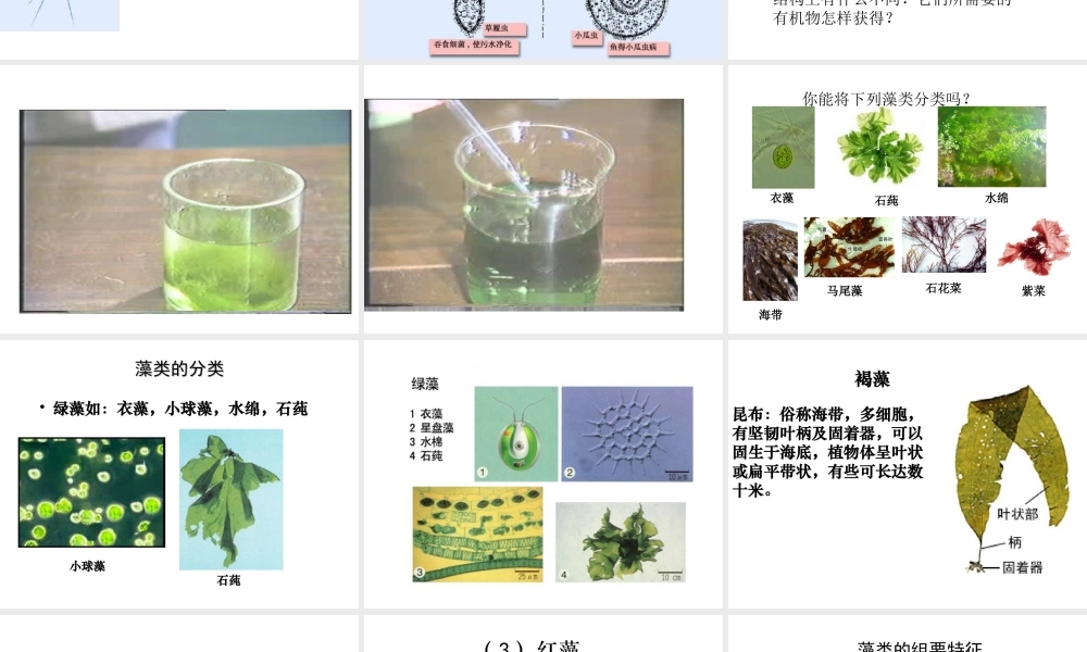 八年级生物下册 第7单元 第22章 第2节 原生生物的主要类群课件 北师大版-北师大版初中八年级下册生物课件