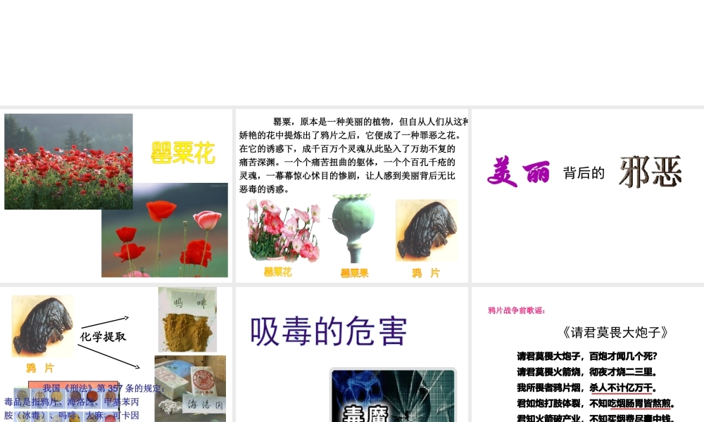 八年级生物下册 第二十六章 第二节 拒绝毒品课件1 （新版）苏教版