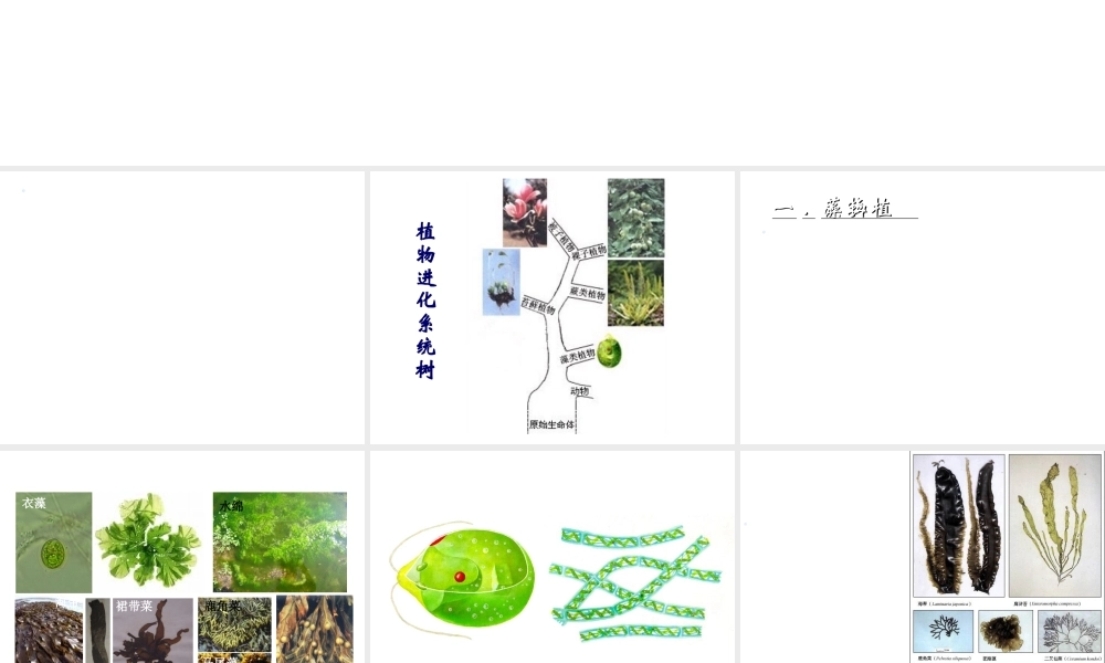 八年级生物下册 第7单元 第22章 第2节《植物的主要类群》课件 北师大版
