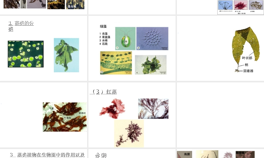 八年级生物下册 第7单元 第22章 第2节《植物的主要类群》课件 北师大版