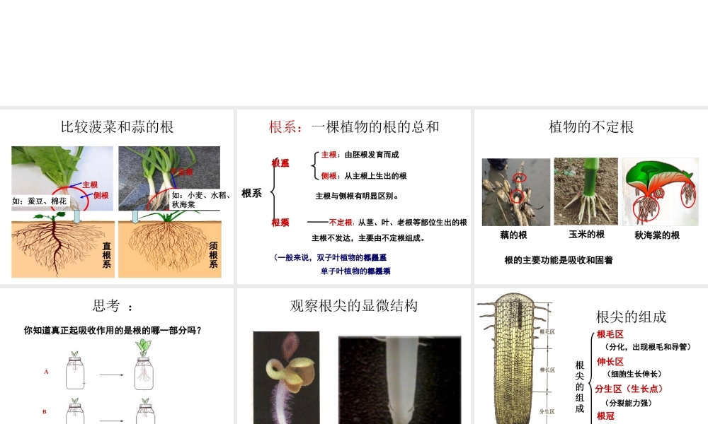 八年级科学上册 第4章 植物的物质和能量的转化 1《绿色开花植物的营养器官》课件 （新版）华东师大版-（新版）华东师大版初中八年级上册自然科学课件