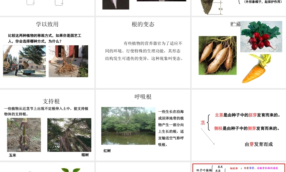 八年级科学上册 第4章 植物的物质和能量的转化 1《绿色开花植物的营养器官》课件 （新版）华东师大版-（新版）华东师大版初中八年级上册自然科学课件