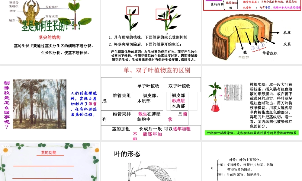 八年级科学上册 第4章 植物的物质和能量的转化 1《绿色开花植物的营养器官》课件 （新版）华东师大版-（新版）华东师大版初中八年级上册自然科学课件
