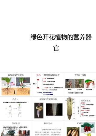 八年级科学上册 第4章 植物的物质和能量的转化 1《绿色开花植物的营养器官》课件 （新版）华东师大版-（新版）华东师大版初中八年级上册自然科学课件