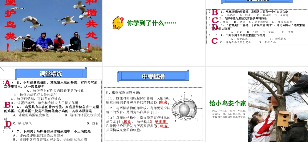 八年级生物下册 第二批教学能手评选 7.1.4 鸟的生殖和发育课件 （新版）新人教版-（新版）新人教版初中八年级下册生物课件