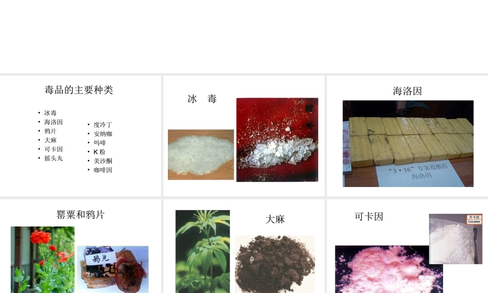 八年级生物下册 第二十六章 第二节 拒绝毒品课件4 （新版）苏教版