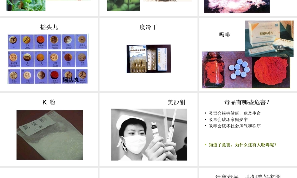 八年级生物下册 第二十六章 第二节 拒绝毒品课件4 （新版）苏教版