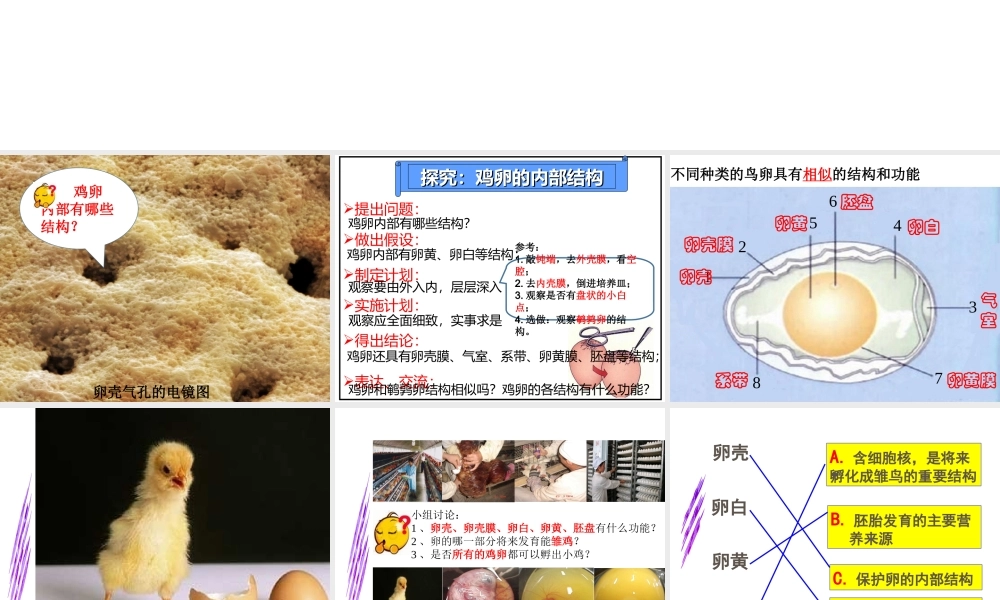 八年级生物下册 第二批教学能手评选 7.1.4 鸟的生殖和发育课件 （新版）新人教版-（新版）新人教级下册生物课件
