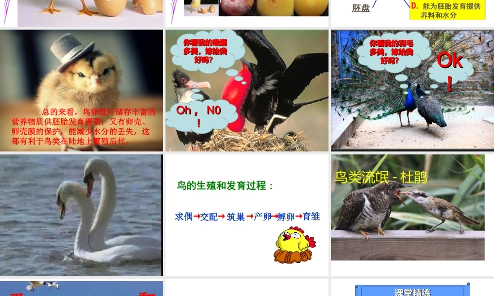 八年级生物下册 第二批教学能手评选 7.1.4 鸟的生殖和发育课件 （新版）新人教版-（新版）新人教级下册生物课件