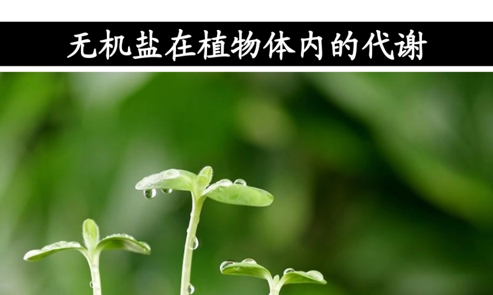 八年级科学上册 第4章 植物的物质和能量的转化 3《无机盐在植物体内的代谢》课件 （新版）华东师大版-（新版）华东师大版初中八年级上册自然科学课件