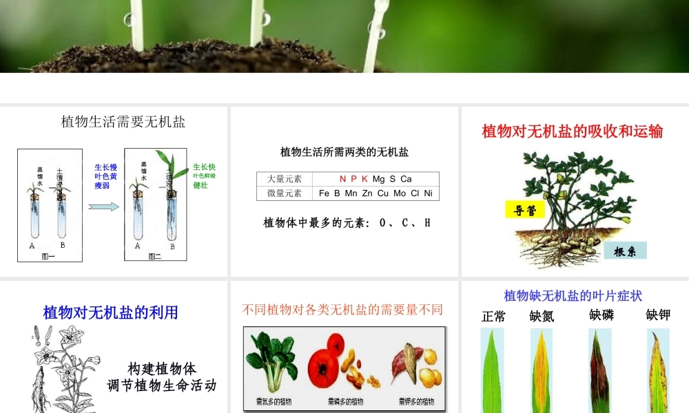 八年级科学上册 第4章 植物的物质和能量的转化 3《无机盐在植物体内的代谢》课件 （新版）华东师大版-（新版）华东师大版初中八年级上册自然科学课件