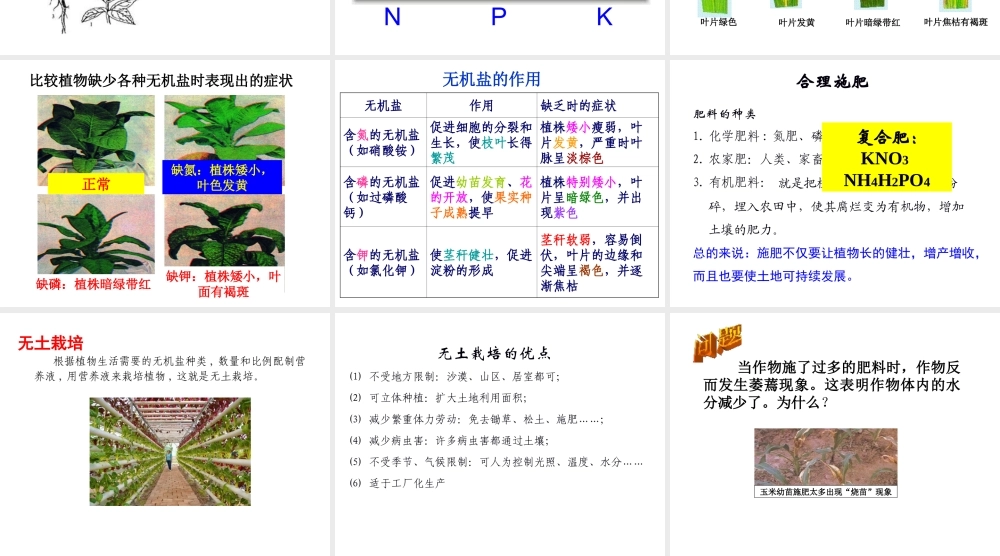 八年级科学上册 第4章 植物的物质和能量的转化 3《无机盐在植物体内的代谢》课件 （新版）华东师大版-（新版）华东师大版初中八年级上册自然科学课件