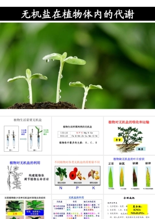 八年级科学上册 第4章 植物的物质和能量的转化 3《无机盐在植物体内的代谢》课件 （新版）华东师大版-（新版）华东师大版初中八年级上册自然科学课件