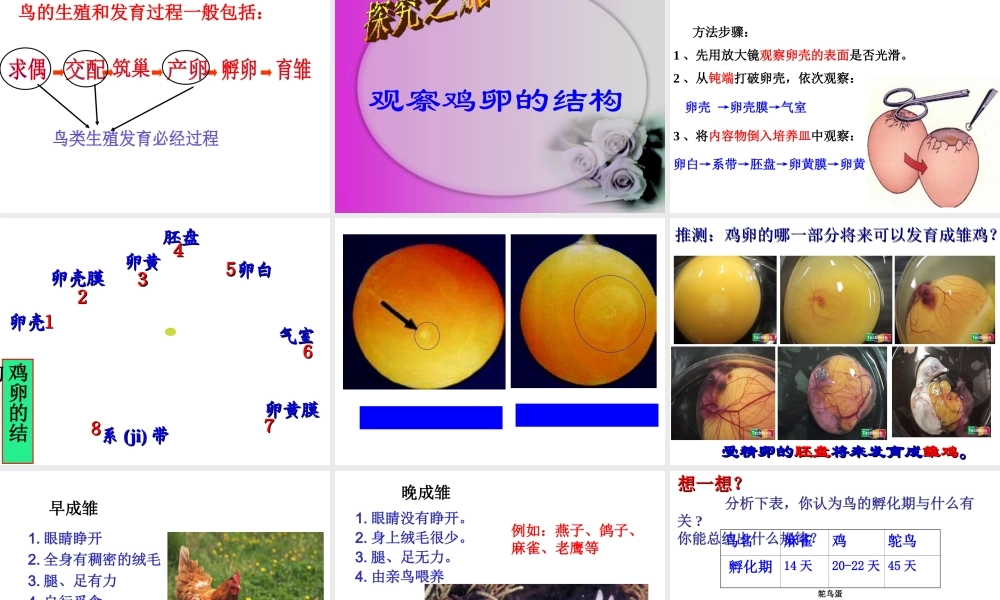 八年级生物下册 第二批教学能手评选 7.1.4 鸟类的生殖和发育课件 （新版）新人教版-（新版）新人教版初中八年级下册生物课件