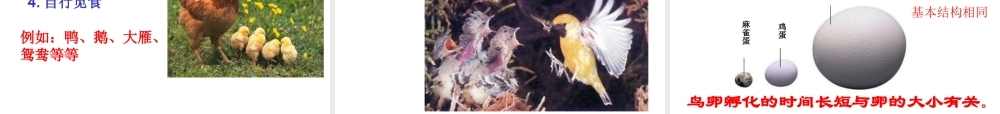 八年级生物下册 第二批教学能手评选 7.1.4 鸟类的生殖和发育课件 （新版）新人教版-（新版）新人教版初中八年级下册生物课件