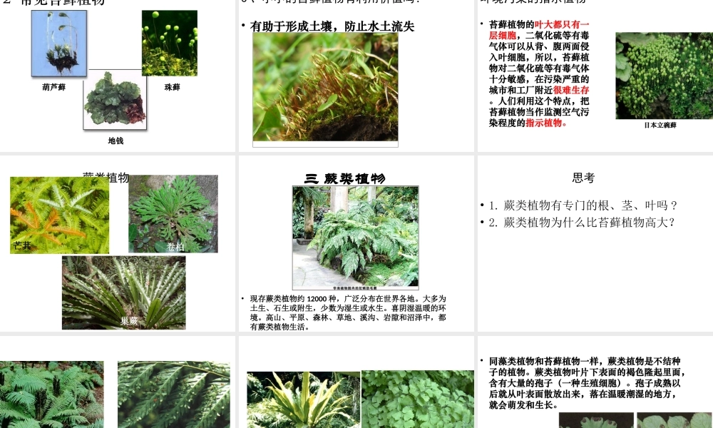 八年级生物下册 第7单元 第22章 第3节 植物的主要类群课件 北师大版-北师大版初中八年级下册生物课件