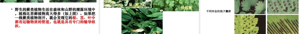 八年级生物下册 第7单元 第22章 第3节 植物的主要类群课件 北师大版-北师大版初中八年级下册生物课件
