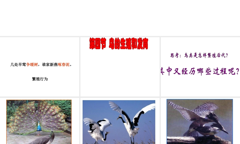 八年级生物下册 第二批教学能手评选 7.1.4 鸟类的生殖和发育课件 （新版）新人教版-（新版）新人教级下册生物课件