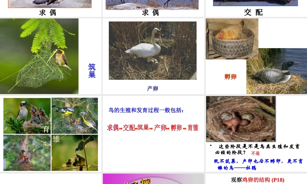 八年级生物下册 第二批教学能手评选 7.1.4 鸟类的生殖和发育课件 （新版）新人教版-（新版）新人教级下册生物课件