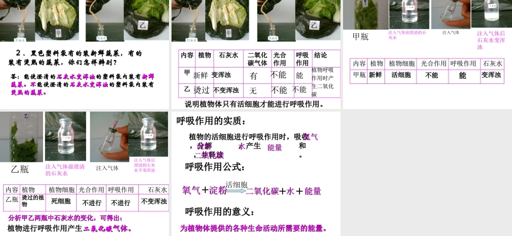 八年级科学上册 第4章 植物的物质和能量的转化 4《植物的光合作用和呼吸作用》课件 （新版）华东师大版-（新版）华东师大版初中八年级上册自然科学课件