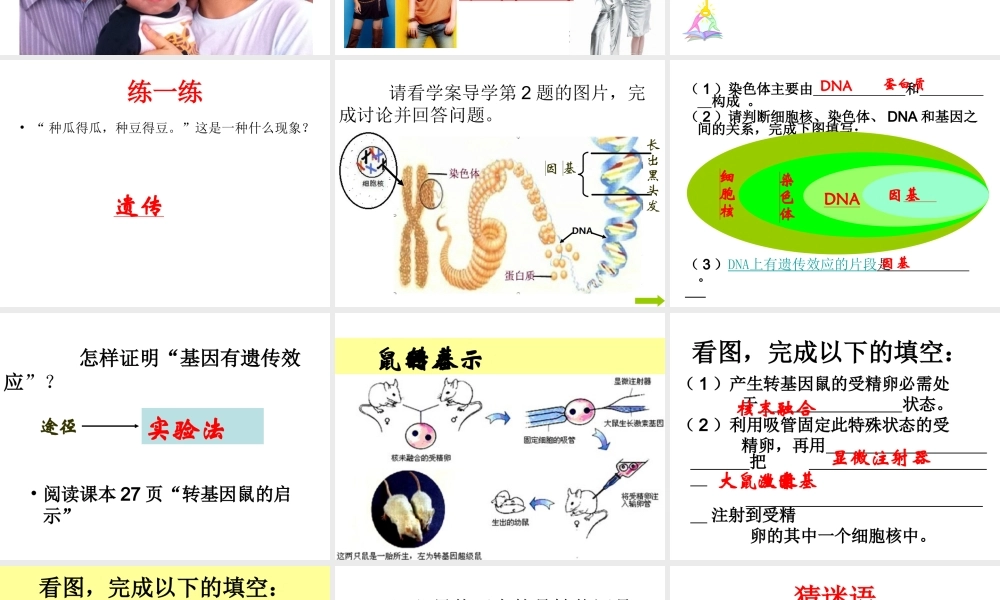 八年级生物下册 第二批教学能手评选 7.2.1 基因控制生物的性状课件 （新版）新人教版-（新版）新人教版初中八年级下册生物课件