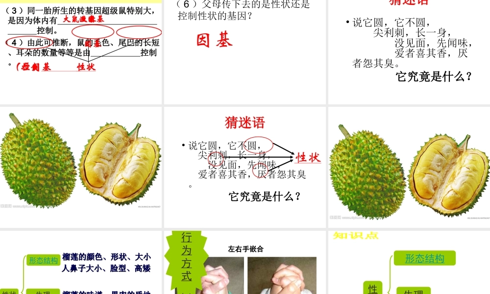 八年级生物下册 第二批教学能手评选 7.2.1 基因控制生物的性状课件 （新版）新人教版-（新版）新人教版初中八年级下册生物课件