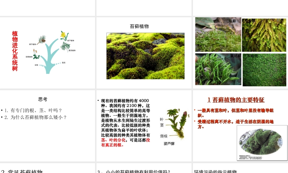 八年级生物下册 第7单元 第22章 第3节 植物的主要类群课件 北师大版-北师大级下册生物课件