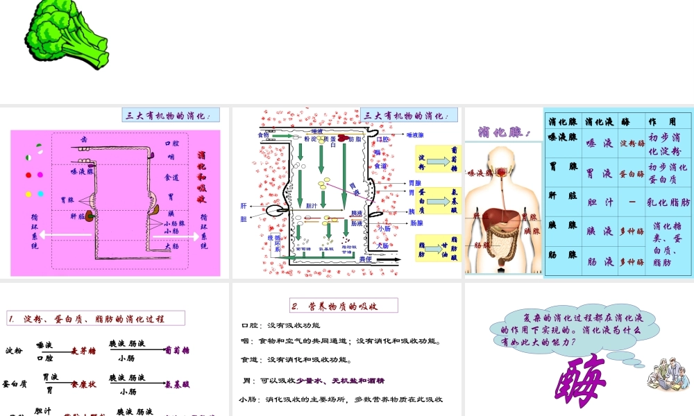 八年级科学上册 第5章 人体的物质和能量的转化 1《食物的消化和吸收》课件1 （新版）华东师大版-（新版）华东师大版初中八年级上册自然科学课件