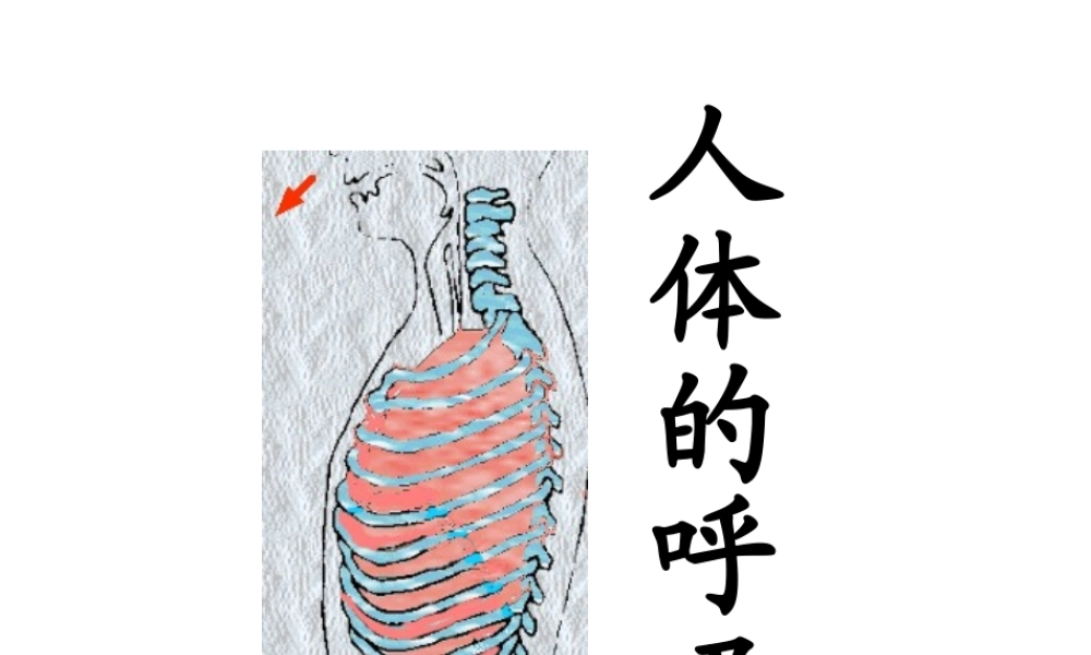 八年级科学上册 第5章 人体的物质和能量的转化 2《人体的呼吸》课件1 （新版）华东师大版-（新版）华东师大版初中八年级上册自然科学课件