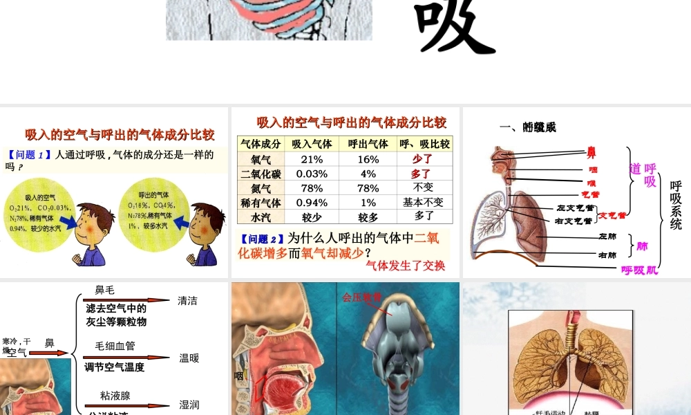八年级科学上册 第5章 人体的物质和能量的转化 2《人体的呼吸》课件1 （新版）华东师大版-（新版）华东师大版初中八年级上册自然科学课件