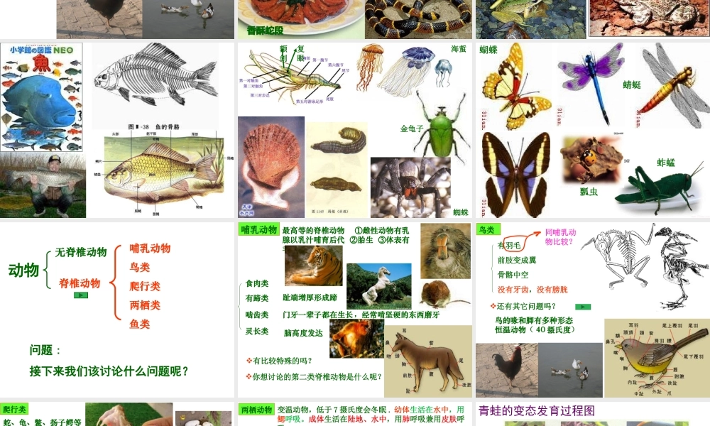 八年级生物下册 第7单元 第22章 第3节《动物的主要类群》课件 北师大版