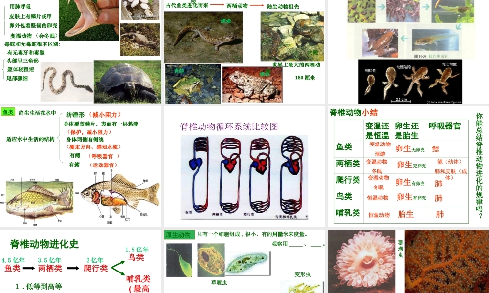 八年级生物下册 第7单元 第22章 第3节《动物的主要类群》课件 北师大版