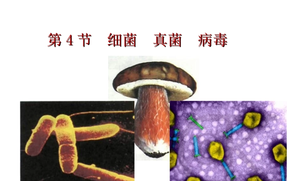 八年级生物下册 第7单元 第22章 第4节《细菌、真菌和病毒》课件 北师大版