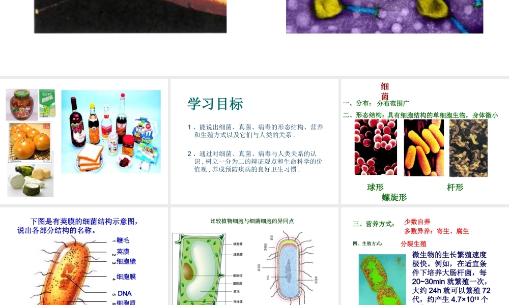 八年级生物下册 第7单元 第22章 第4节《细菌、真菌和病毒》课件 北师大版