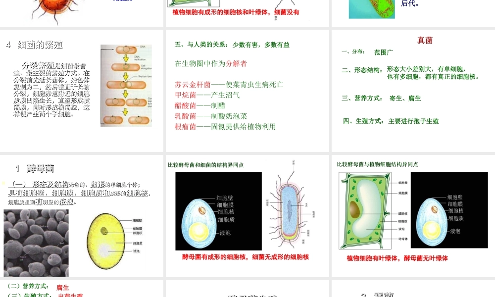 八年级生物下册 第7单元 第22章 第4节《细菌、真菌和病毒》课件 北师大版