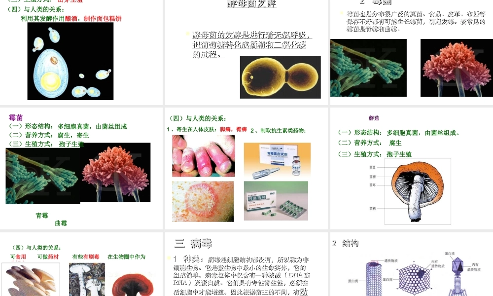 八年级生物下册 第7单元 第22章 第4节《细菌、真菌和病毒》课件 北师大版