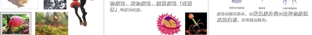 八年级生物下册 第7单元 第22章 第4节《细菌、真菌和病毒》课件 北师大版