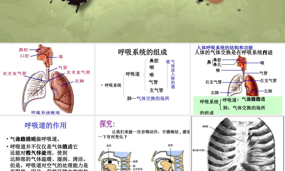 八年级科学上册 第5章 人体的物质和能量的转化 2《人体的呼吸》课件2 （新版）华东师大版-（新版）华东师大版初中八年级上册自然科学课件