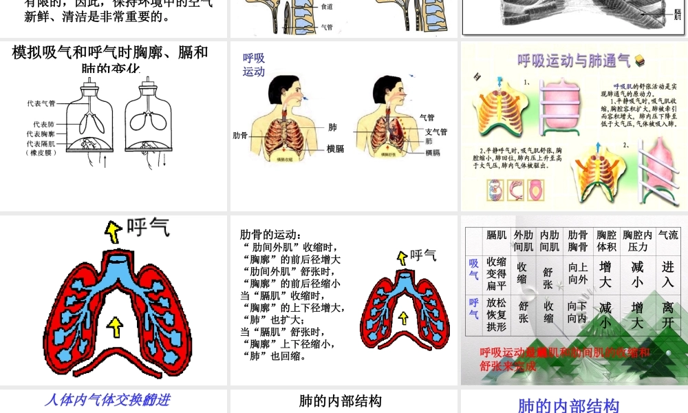八年级科学上册 第5章 人体的物质和能量的转化 2《人体的呼吸》课件2 （新版）华东师大版-（新版）华东师大版初中八年级上册自然科学课件