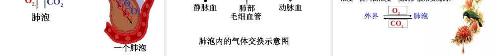 八年级科学上册 第5章 人体的物质和能量的转化 2《人体的呼吸》课件2 （新版）华东师大版-（新版）华东师大版初中八年级上册自然科学课件