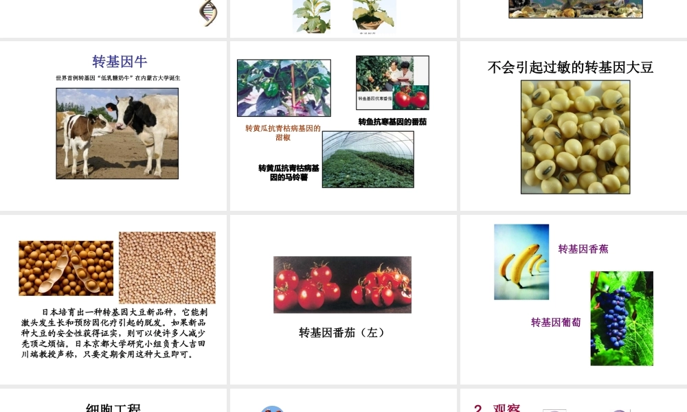 八年级生物下册 第二十四章 第1节《现代生物技术的应用》课件 （新版）苏教版