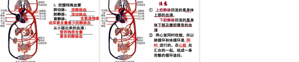 八年级科学上册 第5章 人体的物质和能量的转化 3《人体内的物质运输》课件2 （新版）华东师大版-（新版）华东师大版初中八年级上册自然科学课件