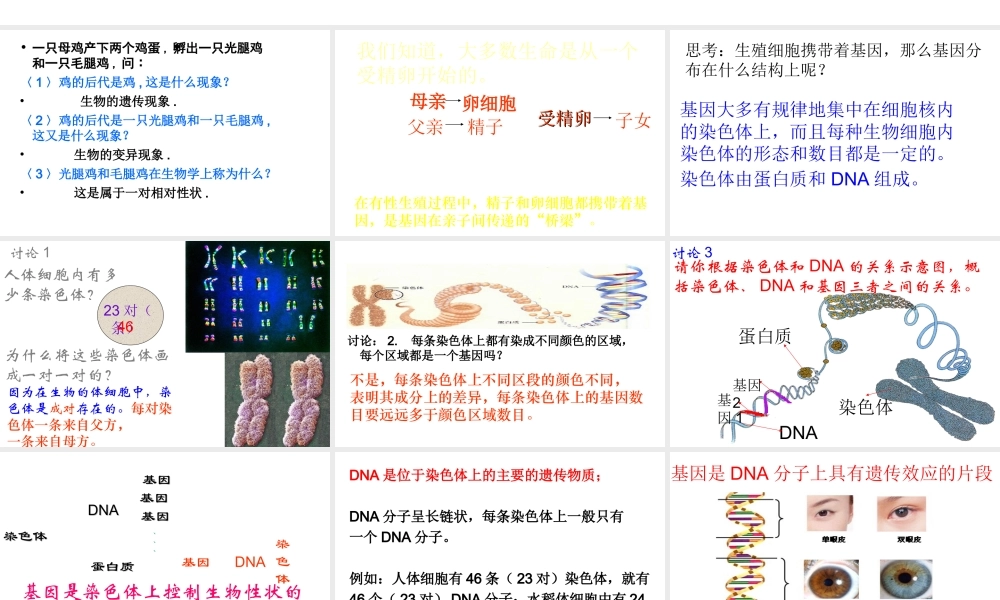 八年级生物下册 第二章 第2节 基因在亲子代间的传递课件 新人教版