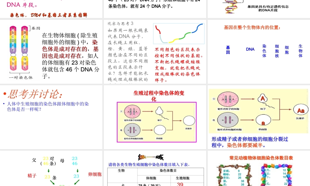 八年级生物下册 第二章 第2节 基因在亲子代间的传递课件 新人教版