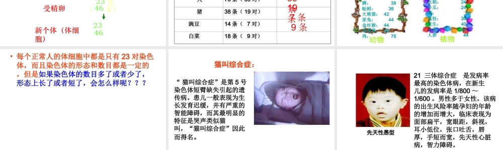 八年级生物下册 第二章 第2节 基因在亲子代间的传递课件 新人教版