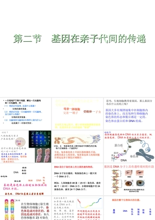八年级生物下册 第二章 第2节 基因在亲子代间的传递课件 新人教版