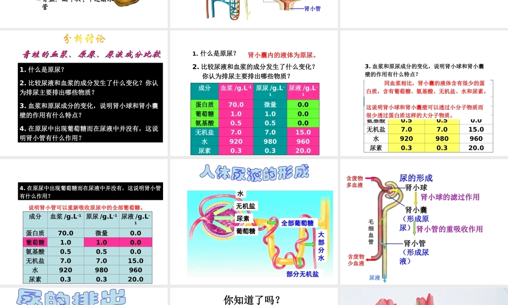 八年级科学上册 第5章 人体的物质和能量的转化 4《人体的排泄》课件 （新版）华东师大版-（新版）华东师大版初中八年级上册自然科学课件