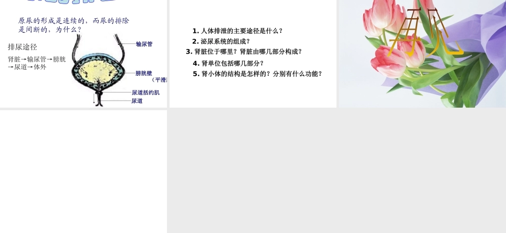 八年级科学上册 第5章 人体的物质和能量的转化 4《人体的排泄》课件 （新版）华东师大版-（新版）华东师大版初中八年级上册自然科学课件